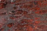 Polished Stromatolite (Collenia) Slab - Minnesota #326049-1
